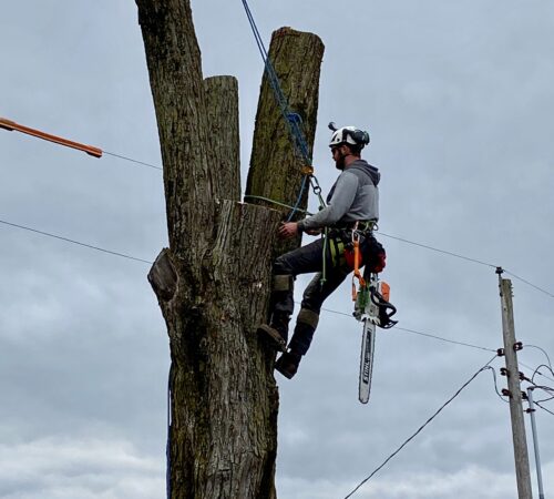 An arborist in a grey hoodie and climbing harness is secured to a large, bare tree trunk high above the ground. He has a large Stihl chainsaw hanging from his belt as he prepares to section the remaining main limbs of the tree