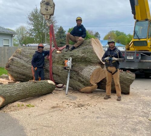 Tree Removal Service