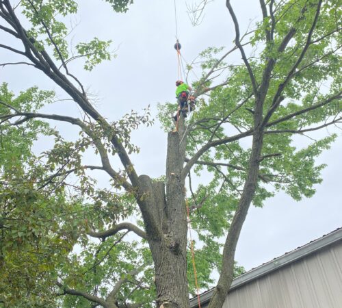 Tree Removal Service in Peru, Indiana Tree Removal Service in Peru, Indiana