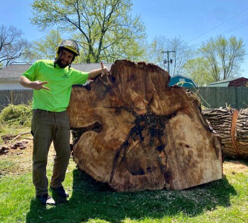 A professional wearing heartland tree service green shirt pointing at a large tree chunk