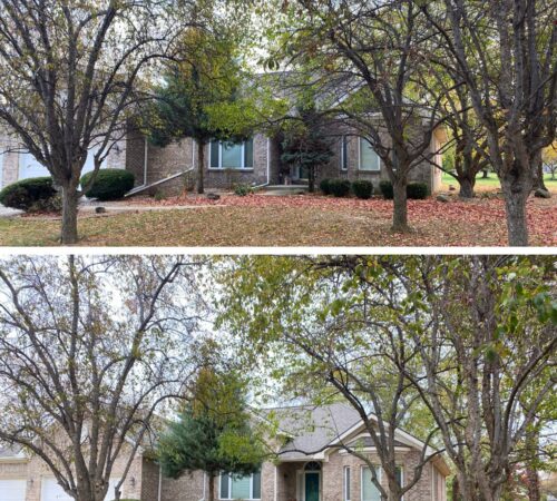 Tree Removal Services in Burlington