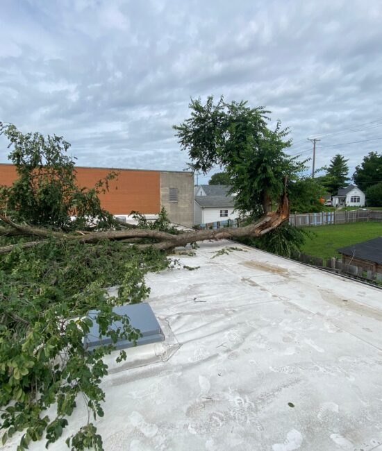 storm damaged tree