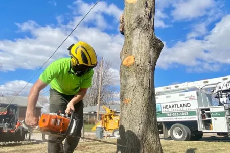 stump removal
