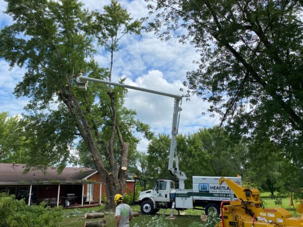 tree cutting