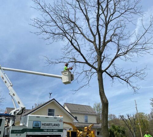 An arborist in a high-visibility lime green shirt is positioned in a white Altec bucket lift high above a residential home. He is using a chainsaw to prune the upper branches of a large, mostly bare deciduous tree against a clear blue sky