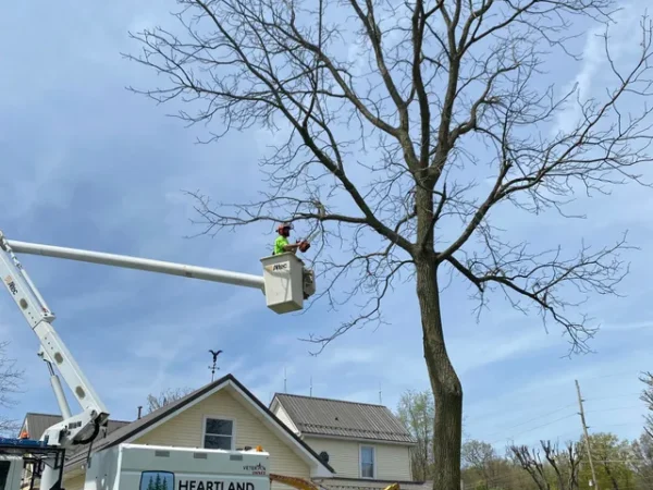 a professional riding in a truck with a bucket for trimming process