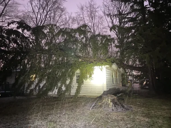 urgent tree care
